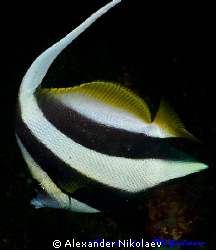 Long-fin bannerfish. Canon 40D, SIGMA 50mm macro. by Alexander Nikolaev 